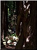 Fallic tree - muir woods.jpg