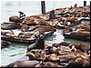 Sea lions 5.jpg