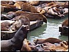 Sea lions 6.jpg