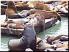 Sea lions 7.jpg